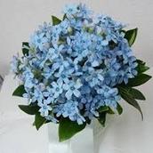 婚活サポート BLUE STAR