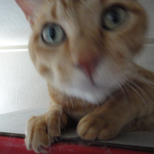 toriho