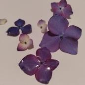 花笑 FlowerSmile