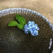 hydrangeaa
