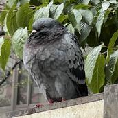 寒椿　シナリオ・小説　