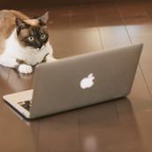 TigerTask
