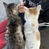 がなはな