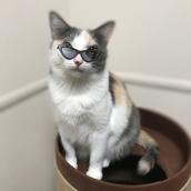 nekoshiuni