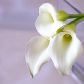 あなた専属コンサルタント♪市井