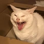 SHIRATAMA CAT