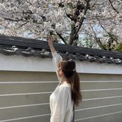 　Shinwa