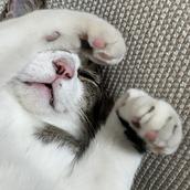 ニャン太ろう