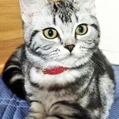 猫派のアリス