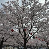 サスケ・キスケ、元「カラムーチョ」