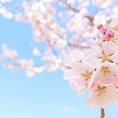 作詩・作詞・文筆・音楽・保育