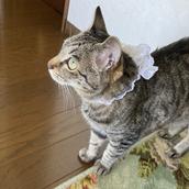 こじかねこ