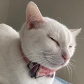 猫おじさん（毎日ツール開発中）