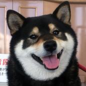 chigecom