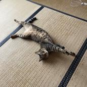 もずもずもずく