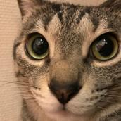 とらねこデザイン