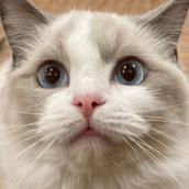 ミセスラグドール