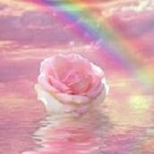 Pink Rose21