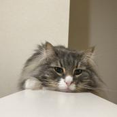 鈴木ペア