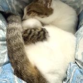 ジュンチッチ