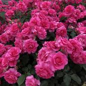 ままデレラ