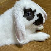 聞き屋しゅんしゅん