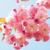 李 白