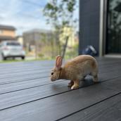 きはく