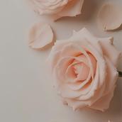 Rhea_