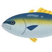 鰤　就活アドバイス・設定考案