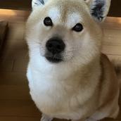 月夜野サクラ