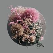 Anemones
