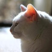 猫目　透子