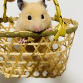 たこぱんこ