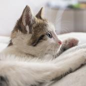 りん　おうちと暮らしのミカタ【夜間可能】