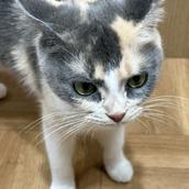 凉月ふたば