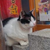 猫柳うずら