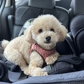 きりたんぽ【業務代行】