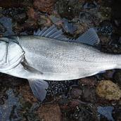 釣りで大切な事をお教えします