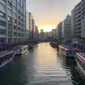 hattorimidori