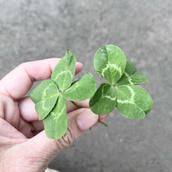 癒しの聴き手の芸術家みみ