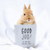 rabbitkotamari