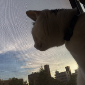 しほら。