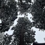 碧まる