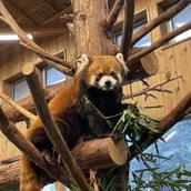 pandakoyu