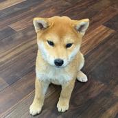 DOOG