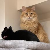 オフィスサポートねこのて