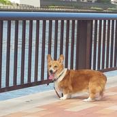 記帳代行屋ドットコム