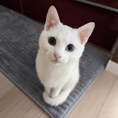 ENDO 正社員ジョブホッパー