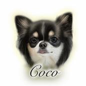 ここちー。犬イラスト